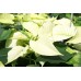 White Poinsettia